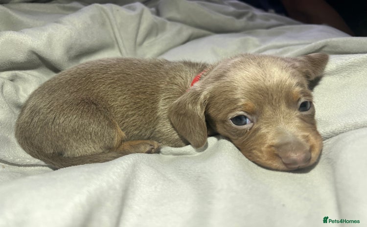 Dachshund dogs - Advert 4