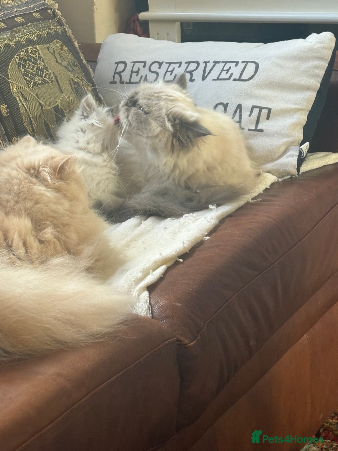 Persian cats for sale: Persian kitten with blue eyes - Image 5