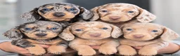 Miniature Dachshund dogs for sale: 🩵🩷 5 Beautiful Miniature Dachshunds 🐶 in Bradford - Advert 10