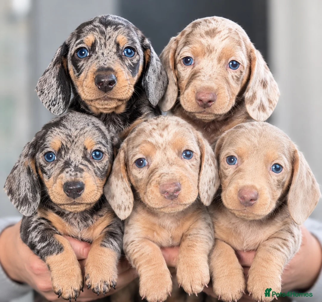 Miniature Dachshund dogs for sale: 🩵🩷 5 Beautiful Miniature Dachshunds 🐶 in Bradford - Advert 10