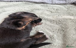 German Shepherd dogs for sale: Only 1 boy left Kc German Shepherd Puppies in Canvey Island - Image 14