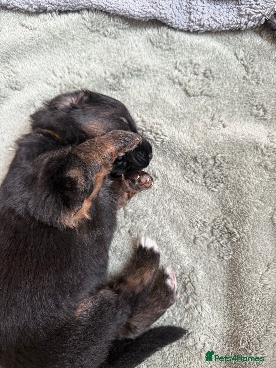 German Shepherd dogs for sale: Only 1 boy left Kc German Shepherd Puppies in Canvey Island - Image 14