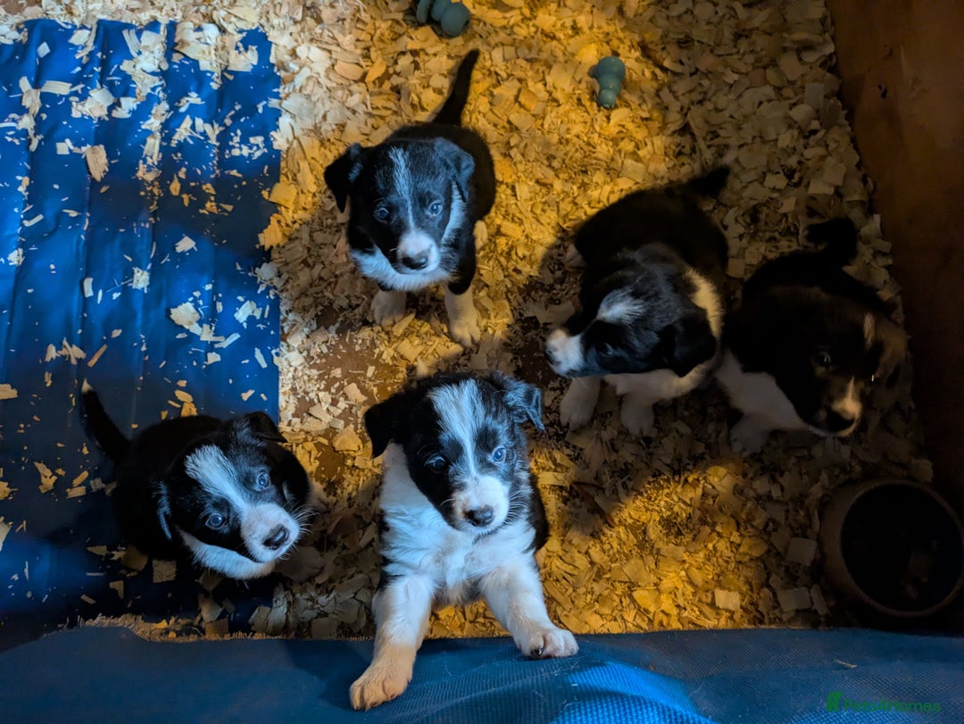 Border Collie dogs for sale: 6th Generation pedigree border collies  - Image 10