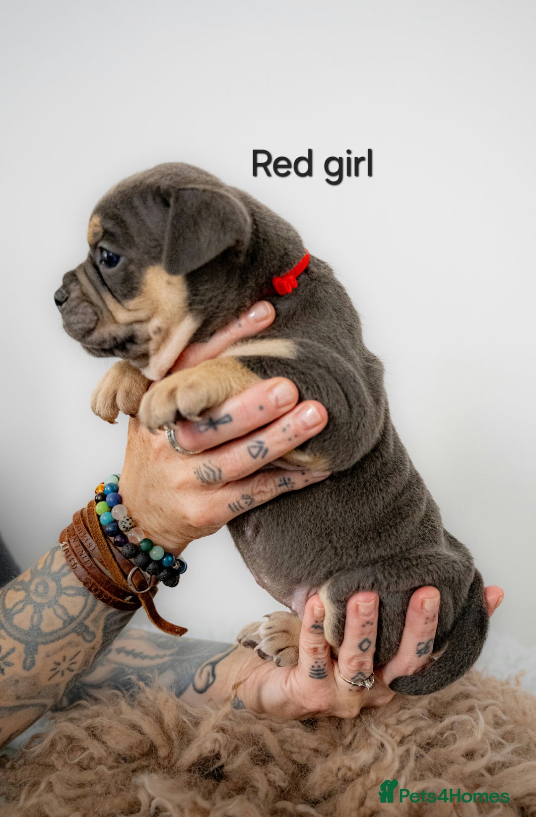 Olde English Bulldogge dogs for sale: Last boy available Olde english bulldog  - Image 20