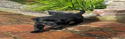 Labrador Retriever dogs for sale: Black Labrador Puppies VERY well socialised  - Advert 4