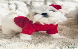 Maltese dogs for sale: 🌟Stunning Tiny Korean Maltese KC Reg🌟 - Advert 1