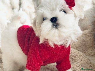 Maltese dogs 🌟Stunning Tiny Korean Maltese KC Reg🌟 - Advert 4