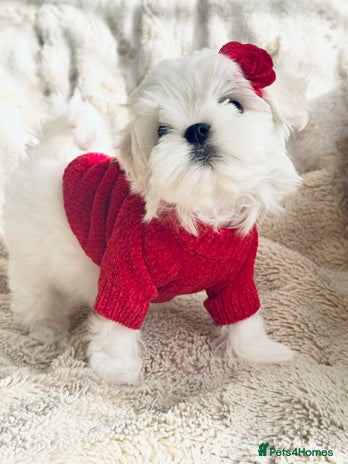 Maltese dogs 🌟Stunning Tiny Korean Maltese KC Reg🌟 - Advert 2