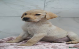 Labrador Retriever dogs for sale: Exceptional Health Tested KC Labrador Puppies - Image 1