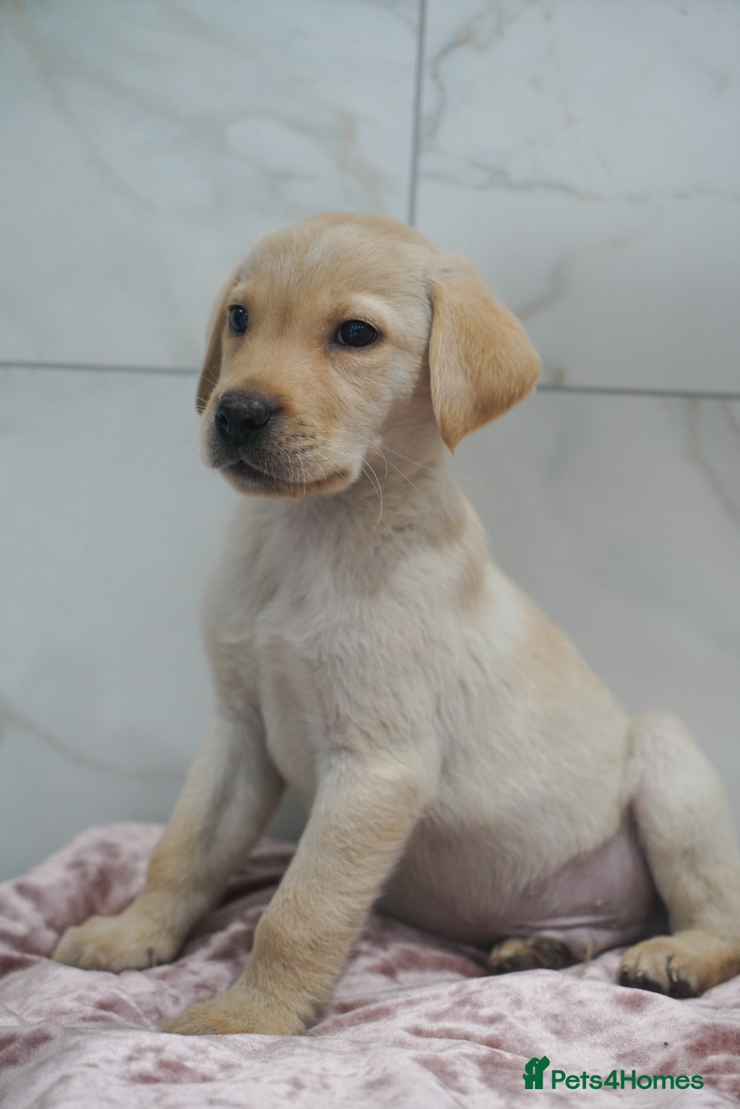 Labrador Retriever dogs for sale: Exceptional Health Tested KC Labrador Puppies - Image 1