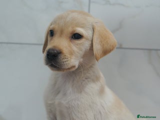 Labrador Retriever dogs - Advert 18