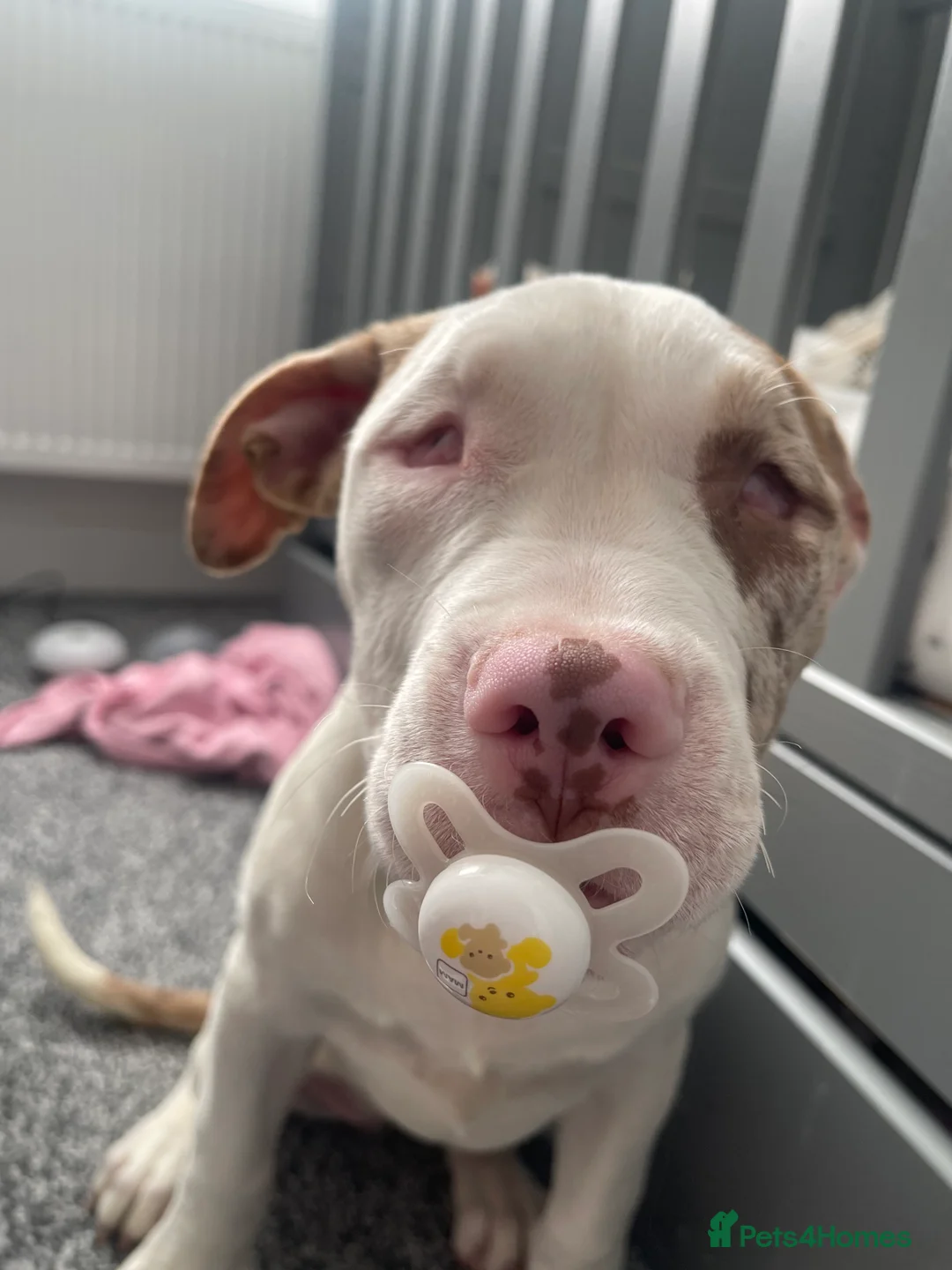 American Bulldog dogs for sale: Narla  - Advert 3