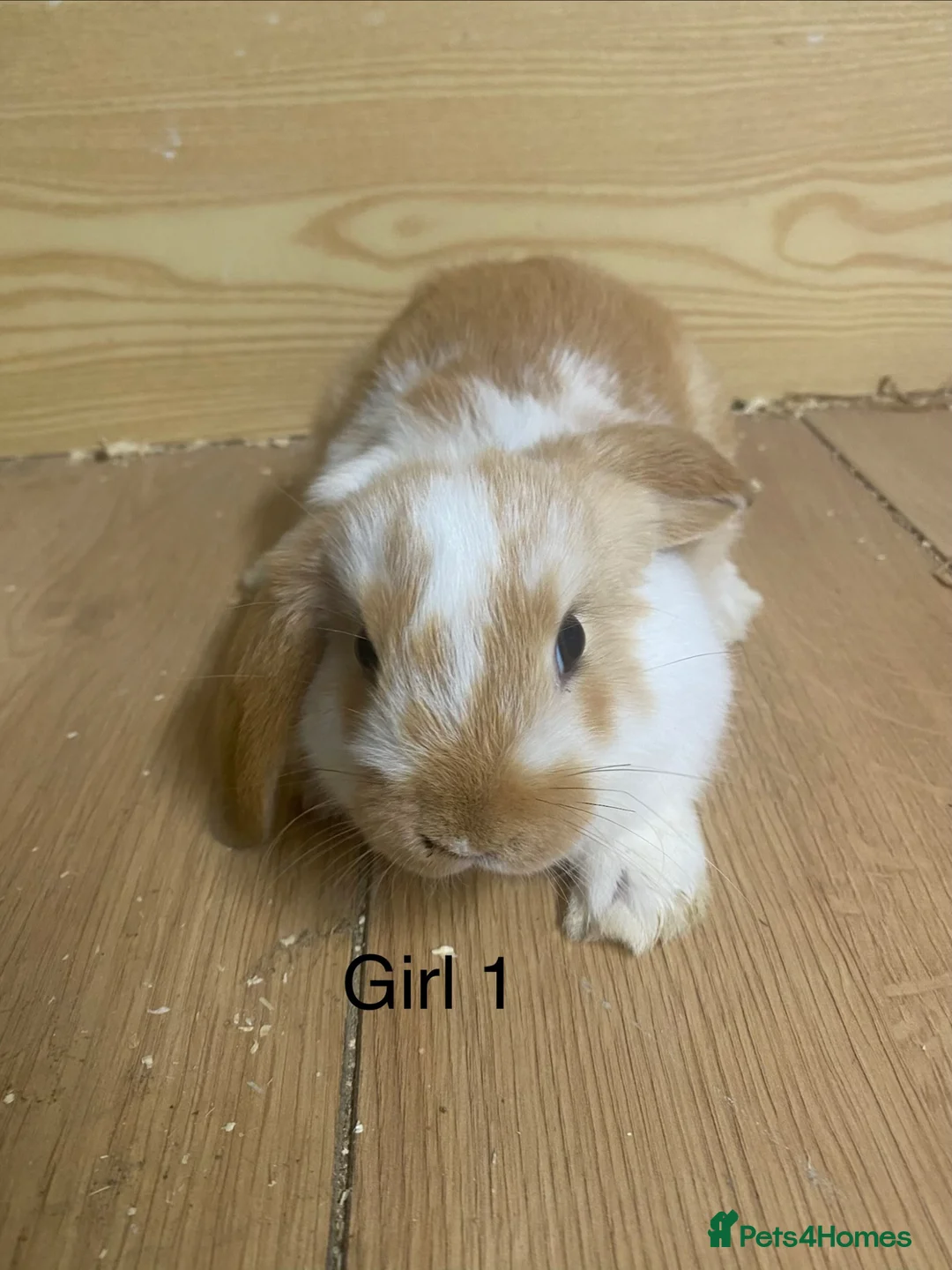 Mini Lop rabbits for sale: Beautiful litter of mini lop bunnies - Advert 1