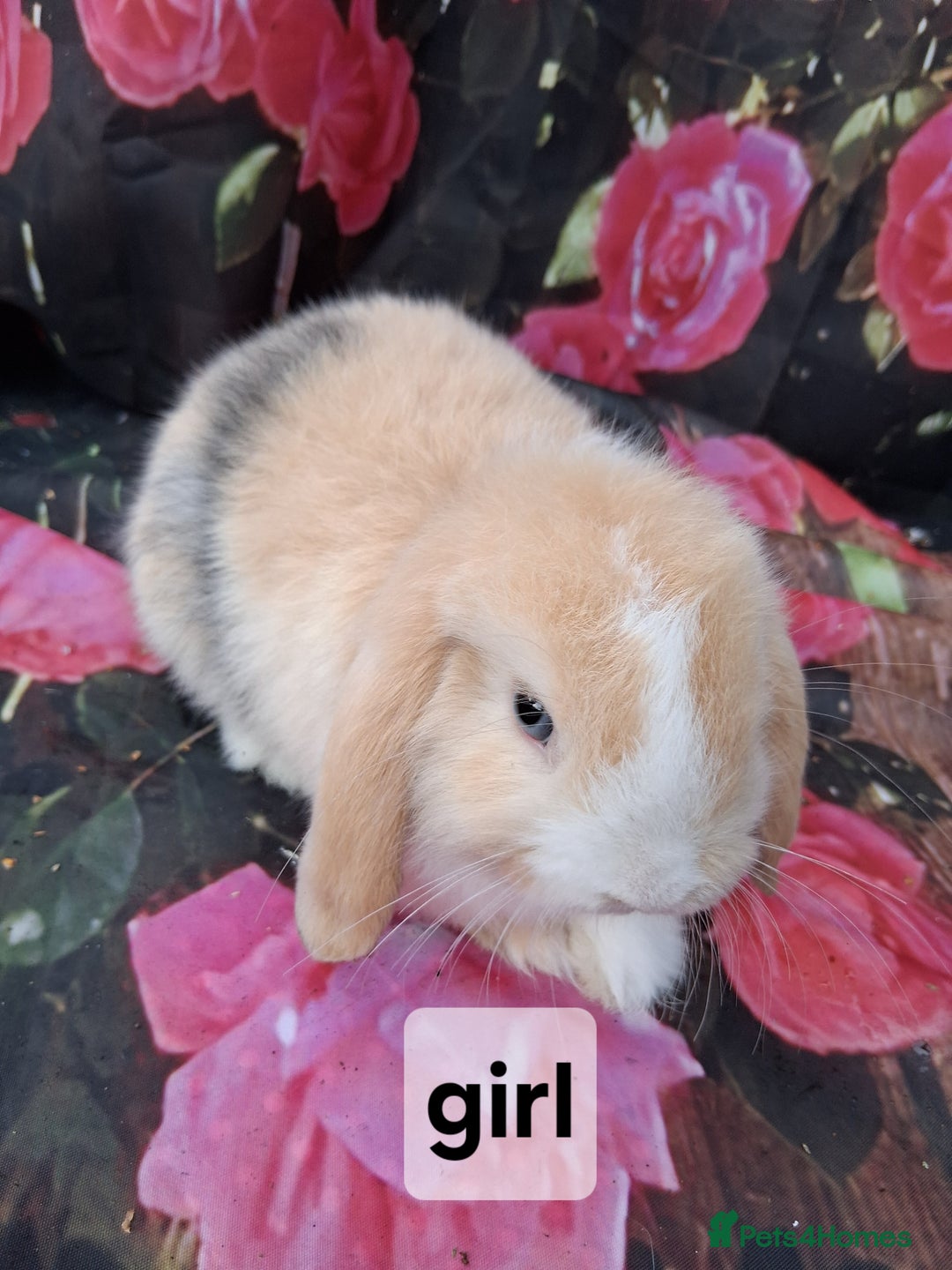 Mini Lop rabbits for sale: Mini lop baby rabbits - Image 7