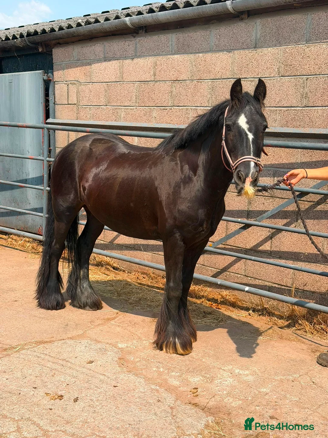 Irish Cob horses for sale: Bob the Super Cob  - Advert 4