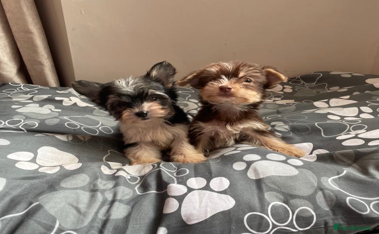 Biewer Terrier dogs - Advert 1