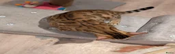 Bengal cats for sale: Beautiful Retired Female Bengal - Advert 23