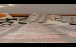 Domestic Shorthair cats for sale: TWO CATS NEED REHOMING TOGETHER  - Image 7