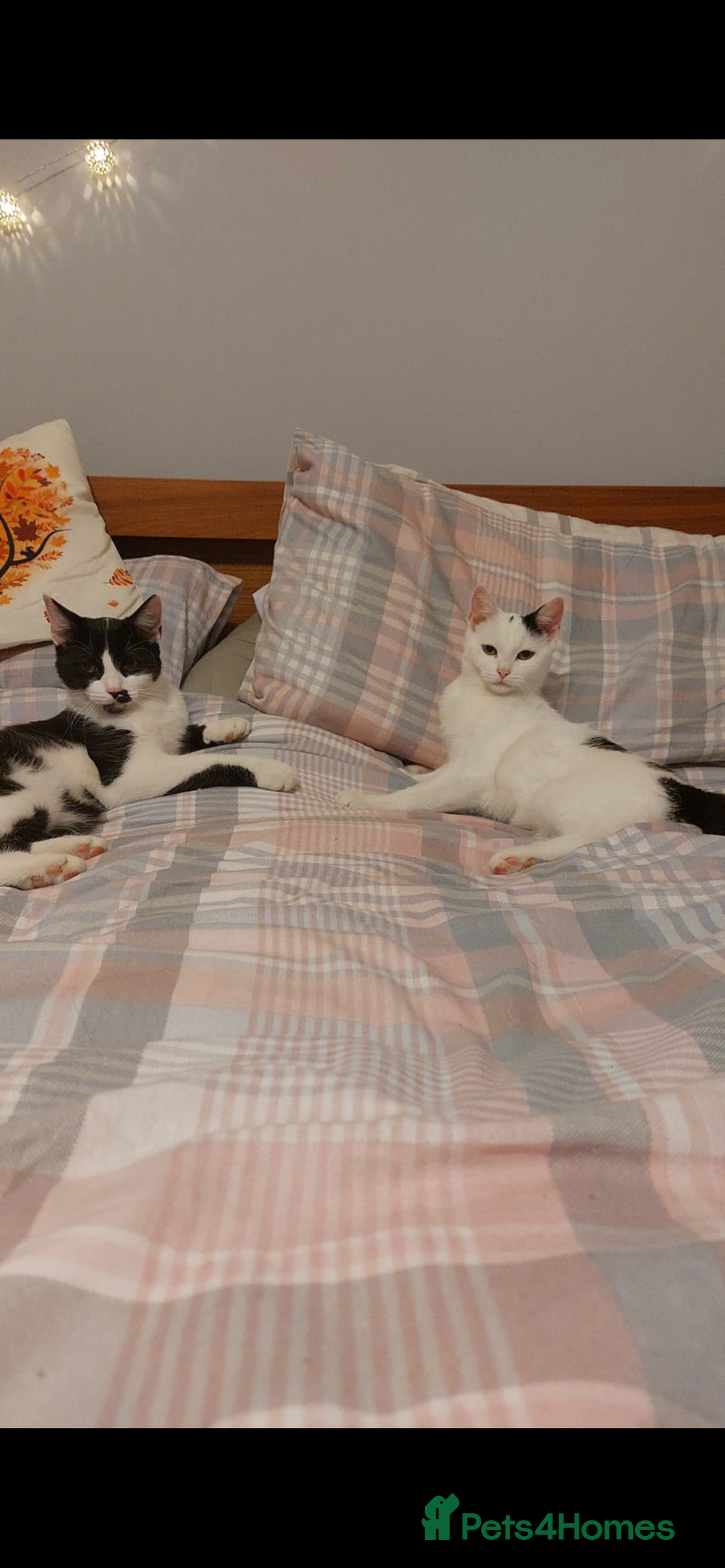 Domestic Shorthair cats for sale: TWO CATS NEED REHOMING TOGETHER  - Image 7