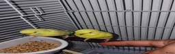 Budgerigars birds for sale: I have 2 young budgerigar for sale in Leeds - Advert 5