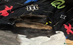 Mixed Breed dogs for sale: Beautiful Rottweiler x bullmastiff puppies - Image 7