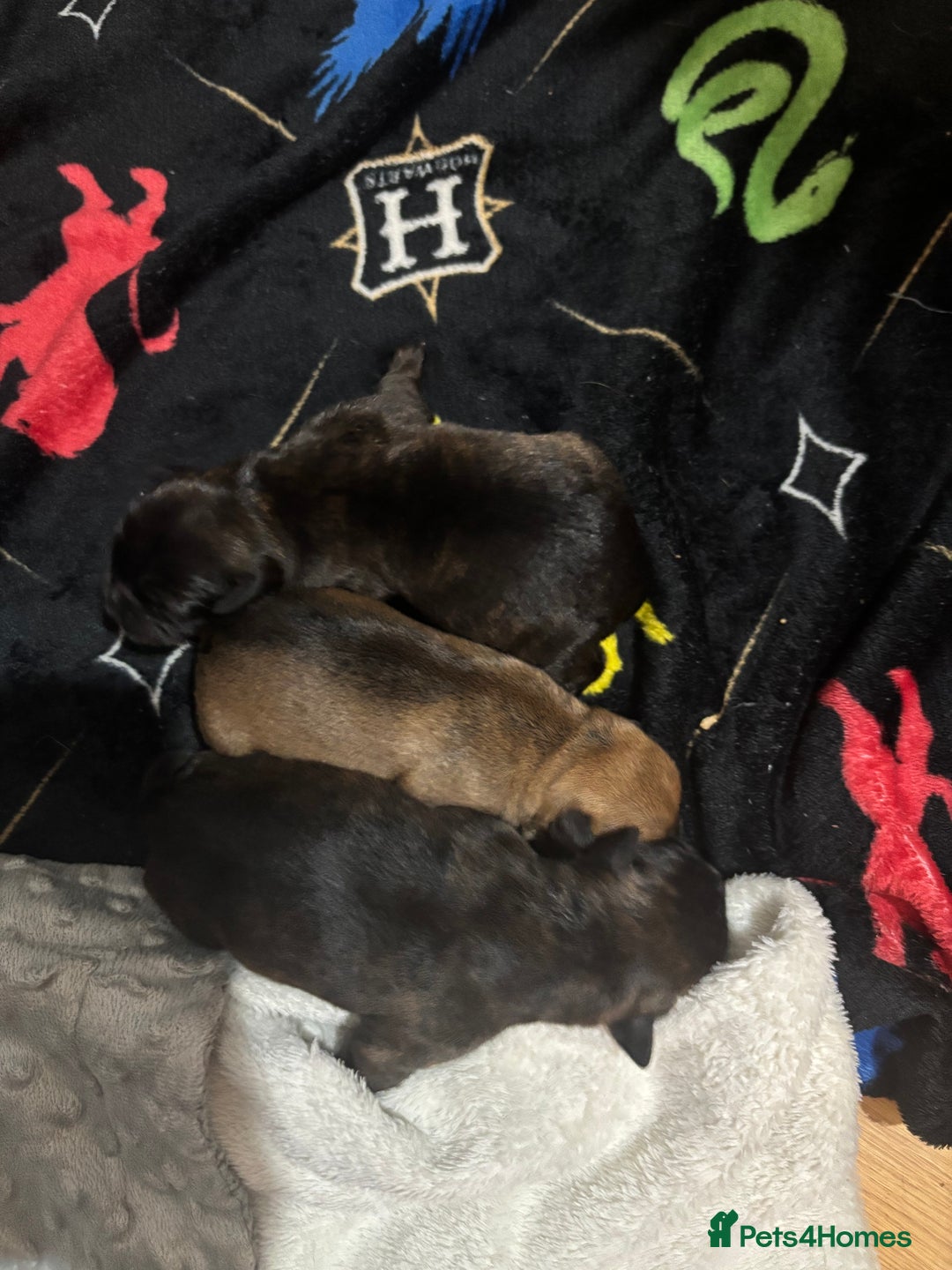 Mixed Breed dogs for sale: Beautiful Rottweiler x bullmastiff puppies - Image 7