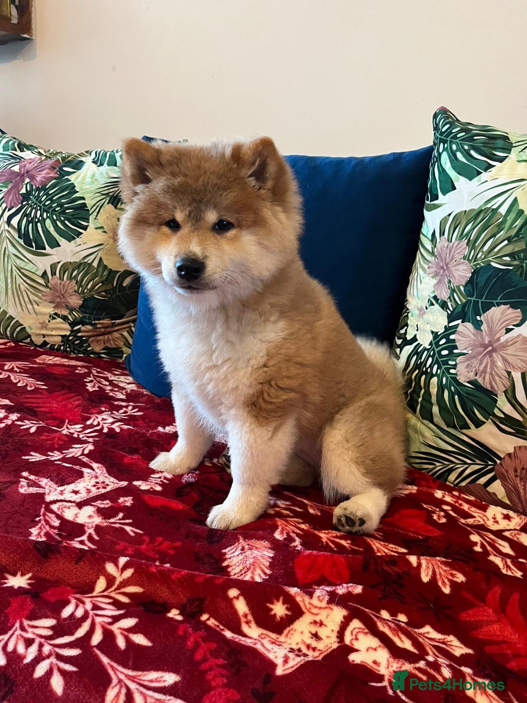 Japanese Shiba Inu dogs for sale: Adorable Japanese Shiba Inu Puppy - Advert 9