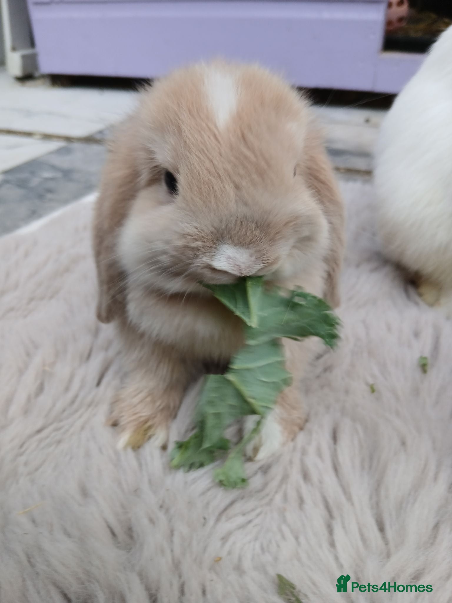 Mini Lop rabbits 8 week old mini lop  - Advert 6