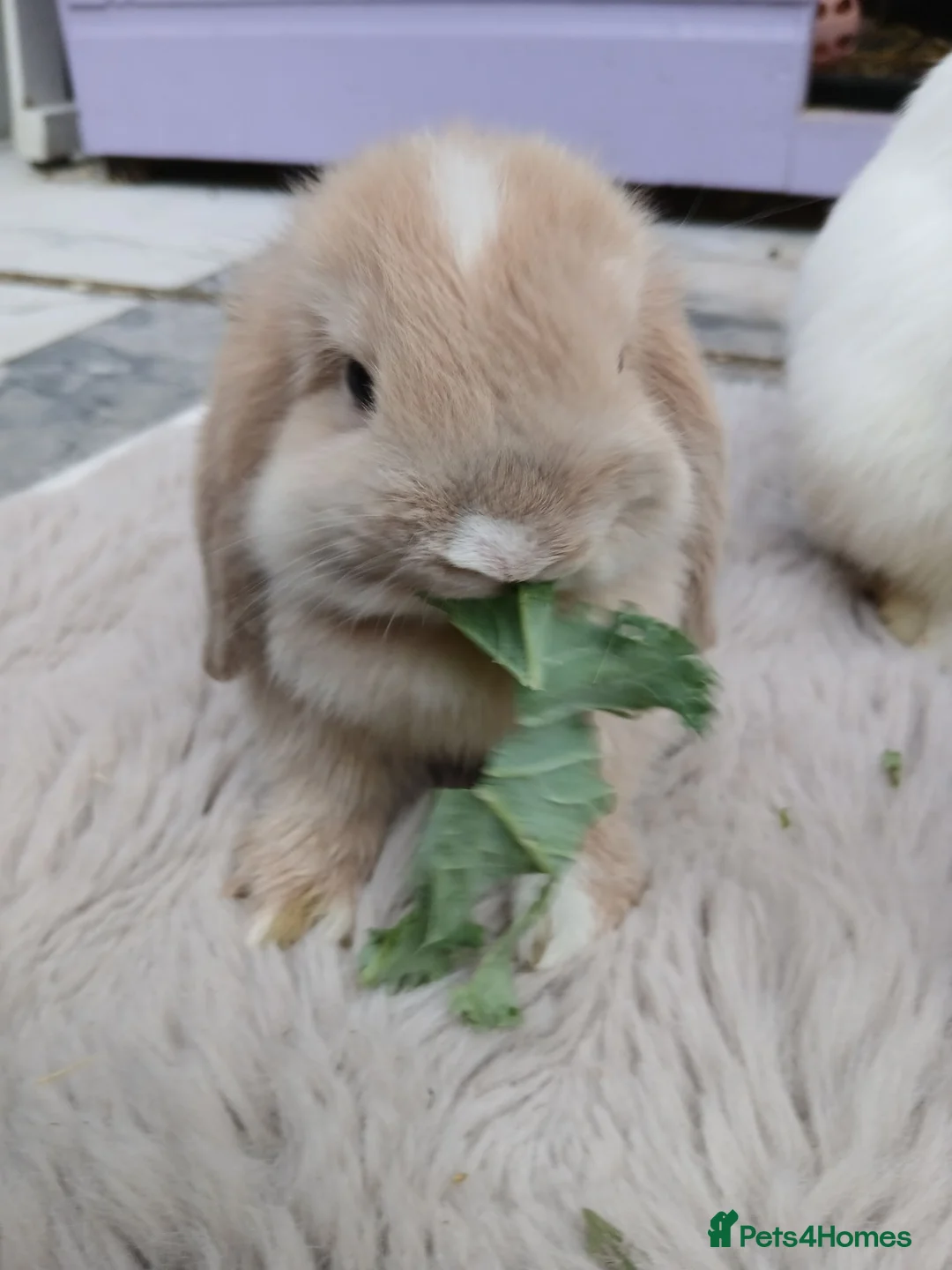 Mini Lop rabbits for sale: 8 week old mini lop  in Harlow - Advert 1