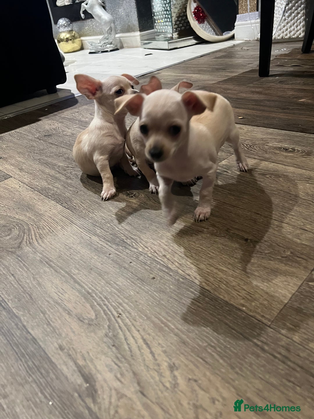 Chihuahua dogs for sale: Beautiful short hair chihuahua  - Advert 8