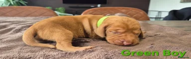 Hungarian Vizsla 2