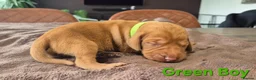 Hungarian Vizsla dogs for sale: Hungarian Wirehaired Vizsla - Advert 9