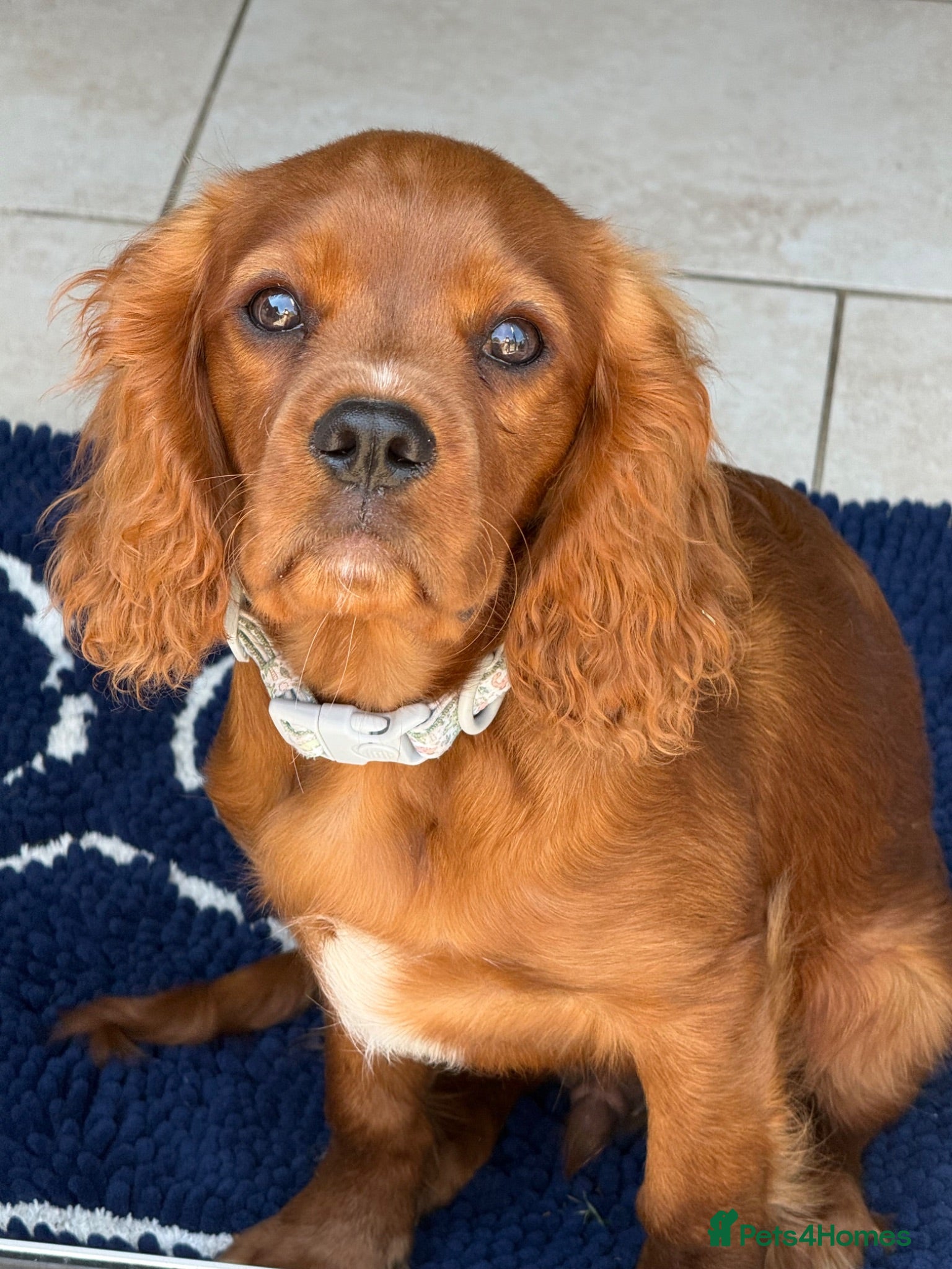 Cavalier King Charles Spaniel dogs Adorable puppies - Advert 10
