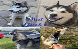 Siberian Husky dogs for sale: Husky cross pups! - Image 12