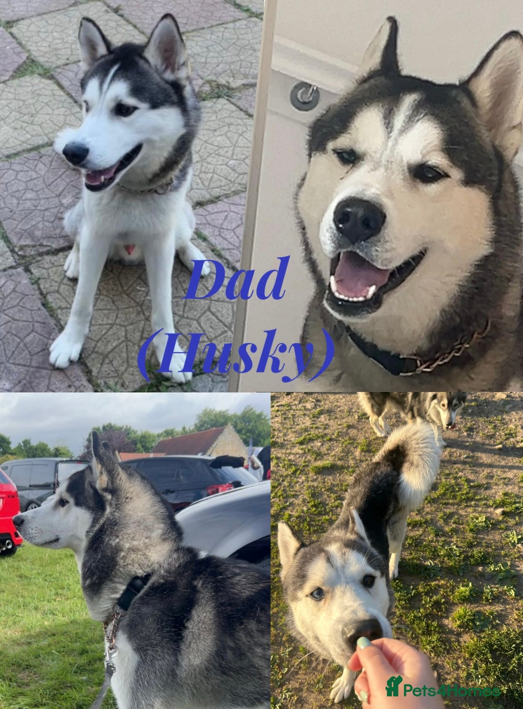 Siberian Husky dogs for sale: Husky cross pups! - Image 12