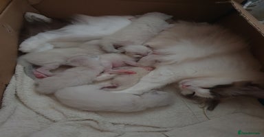 Ragdoll cats - Advert 1
