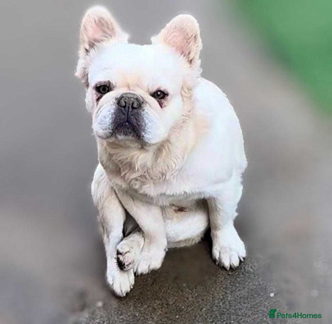 French Bulldog dogs for sale: Kc Reg French Bulldog For Sale - Advert 2