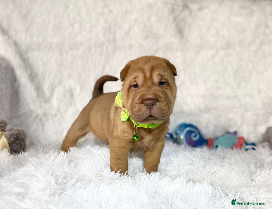 Shar Pei dogs for sale: ⭐️Quality Shar pei puppies for sale⭐️ - Image 18