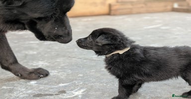 German Shepherd dogs - Advert 6