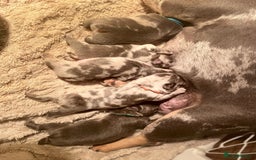 French Bulldog dogs for sale: ⭐️DWKC FLUFFY & FLUFFY CARRIER FRENCHIE PUPPIES ⭐️ in Driffield - Image 12