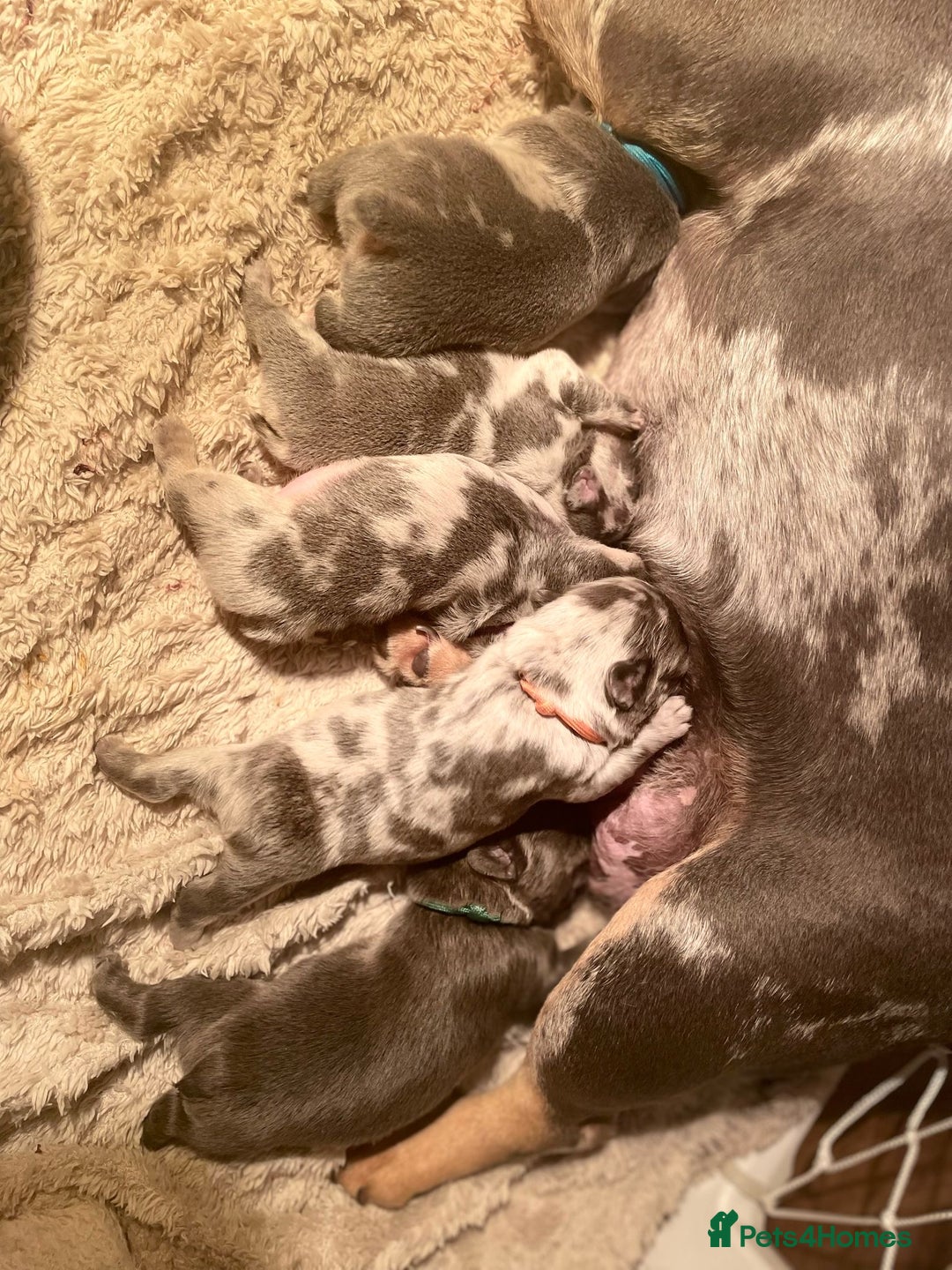 French Bulldog dogs for sale: ⭐️DWKC FLUFFY & FLUFFY CARRIER FRENCHIE PUPPIES ⭐️ in Driffield - Image 12