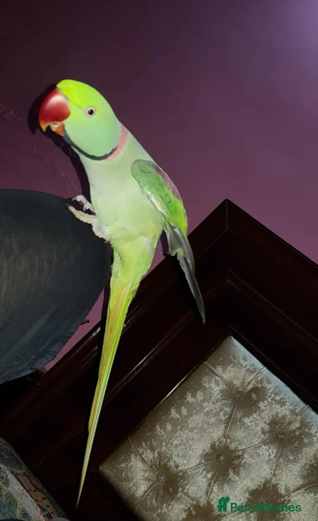Parrots birds for sale: Hand reared and tame alexandrine  in Ilford - Advert 2