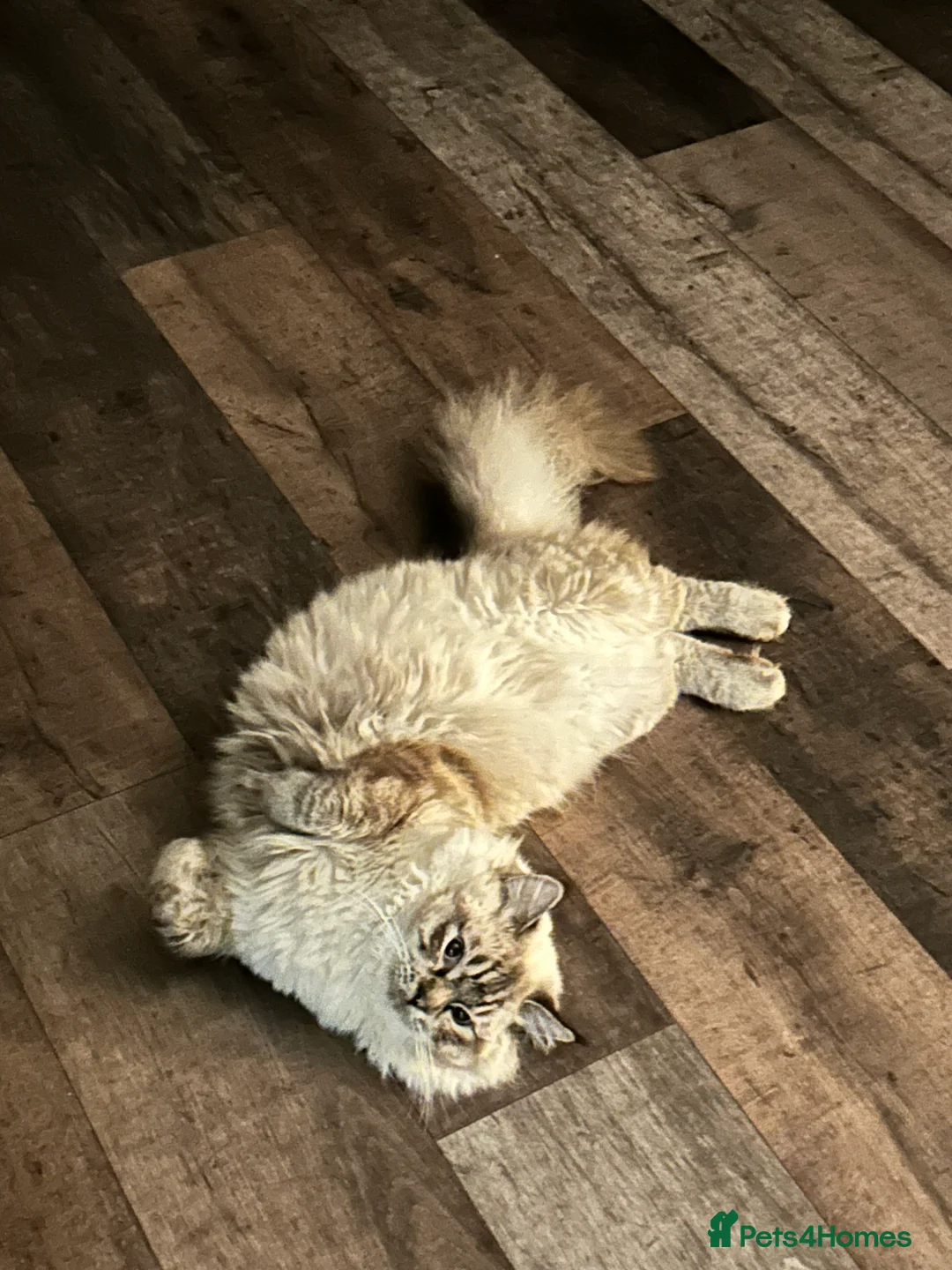 Ragdoll cats for stud: Stunning seal tabby point stud for selected queens in Manchester - Advert 5