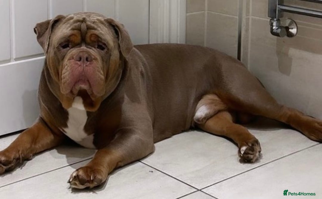 Old Tyme Bulldog dogs for stud: Well proven stud available  - Image 4