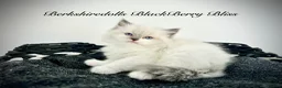 Ragdoll cats for sale: Gorgeous kittens with true ragdoll character - Advert 9