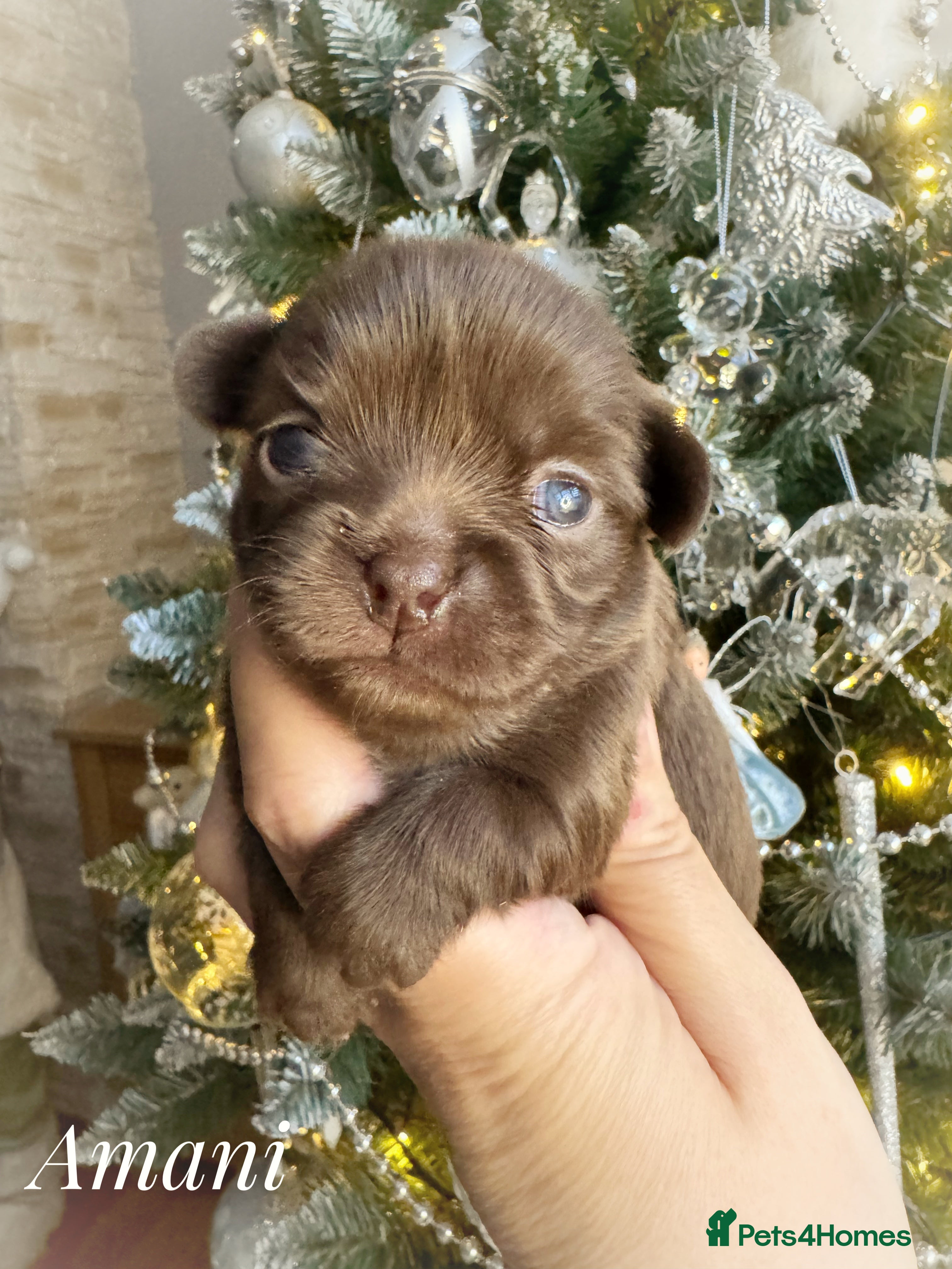 Chihuahua dogs Kc reg chocolate and lilac LC quality puppies - Advert 18