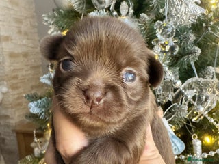 Chihuahua dogs Kc reg chocolate and lilac LC quality puppies - Advert 18