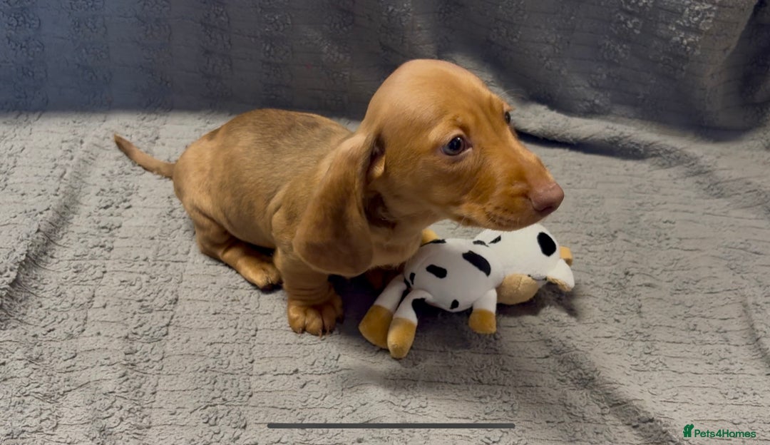 Miniature Dachshund dogs for sale: KC Miniature Dachshund Puppies Last Boy 🐶 - Advert 1