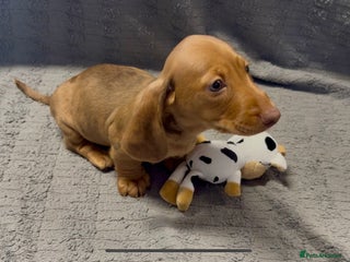 Miniature Dachshund dogs KC Miniature Dachshund Puppies Last Boy 🐶 - Advert 9