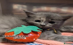 Ragcoon cats for sale: Stunning Ragcoon kittens! - Image 16